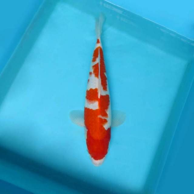 ATAKA 7 - KOHAKU