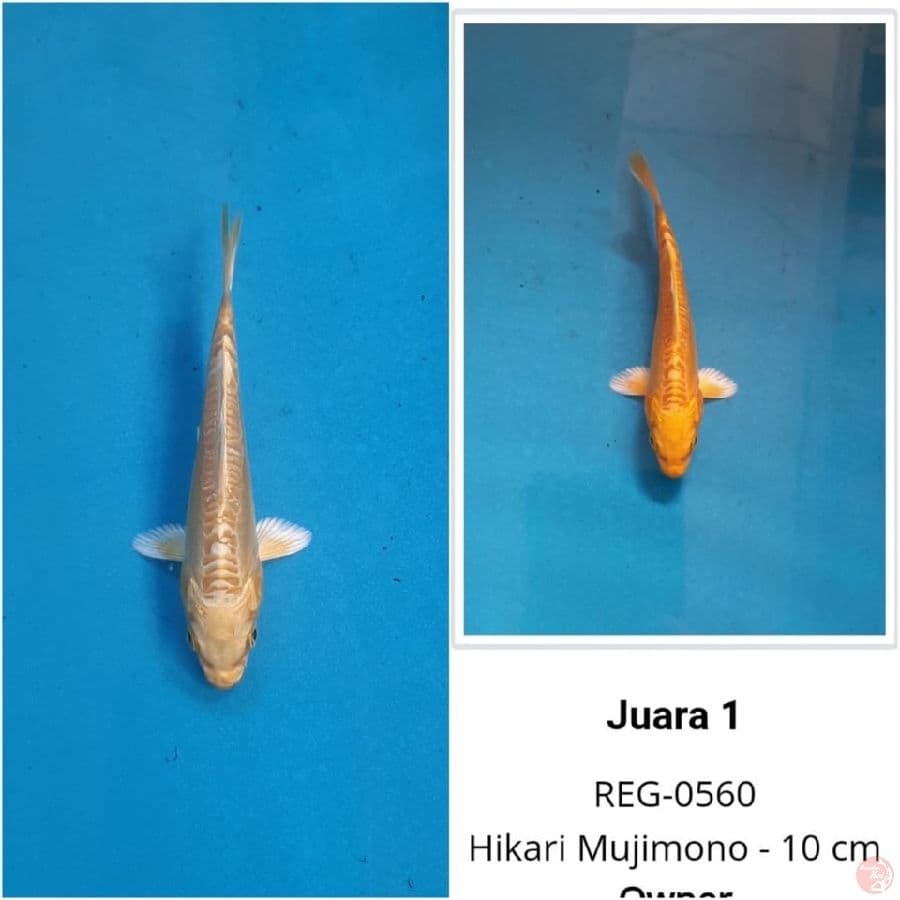 OGON DOITSU JUARA 1 majalaya
