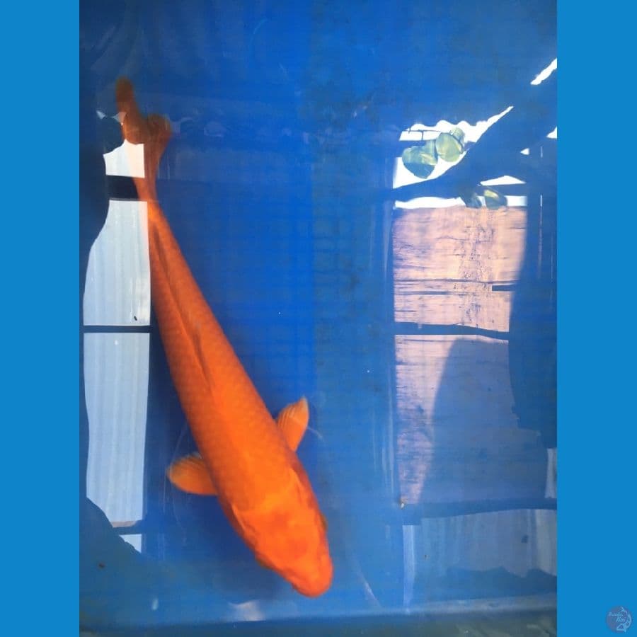 ORENJI OGON SQ 27cm
