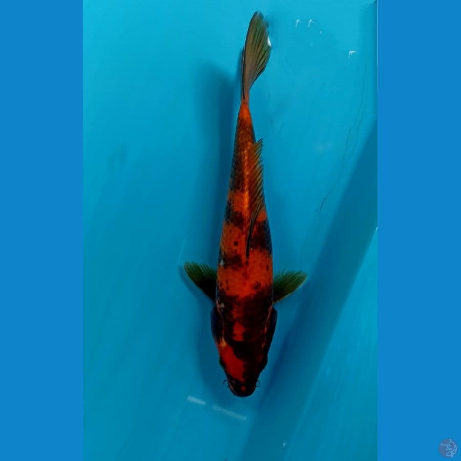 utsuri 22cm