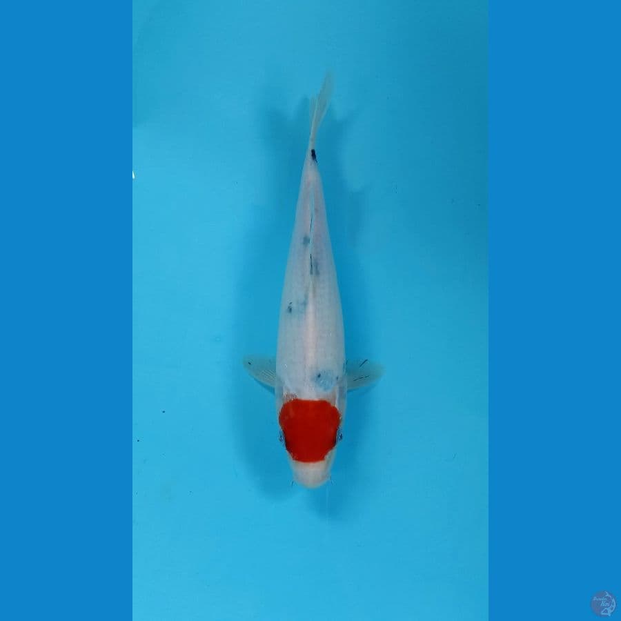 tancho 26cm