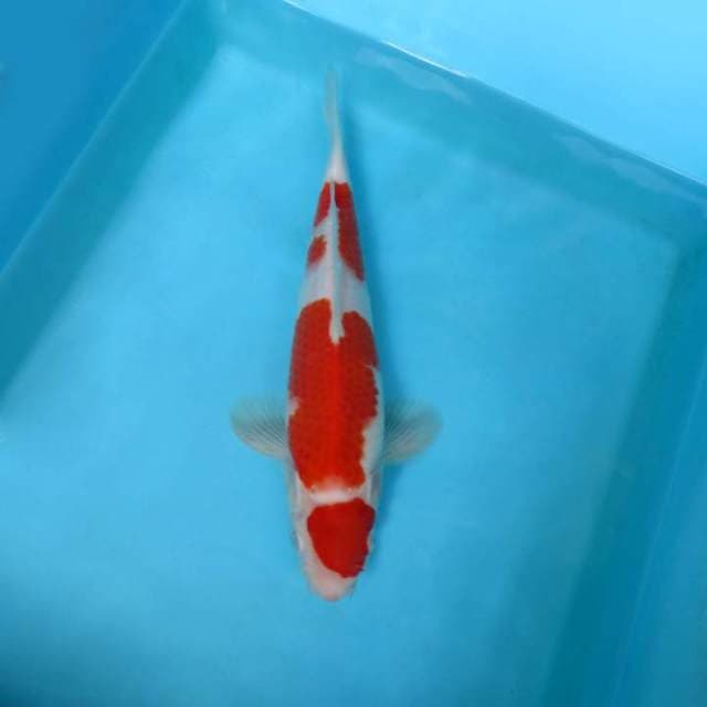 ATAKA 8 - MARUTEN KOHAKU