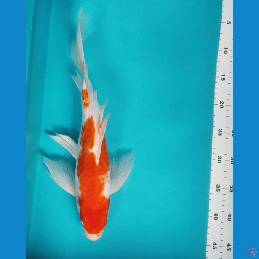 kumpay kohaku 38cm aragoke