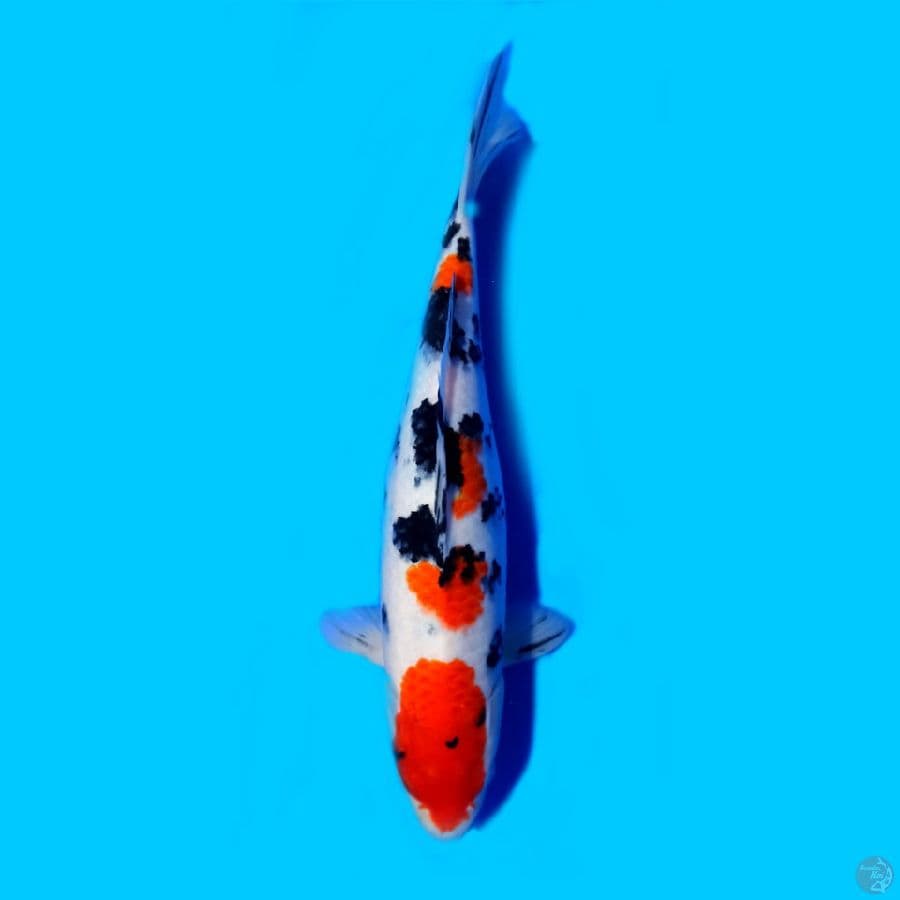 Sanke Sisik 33cm Female