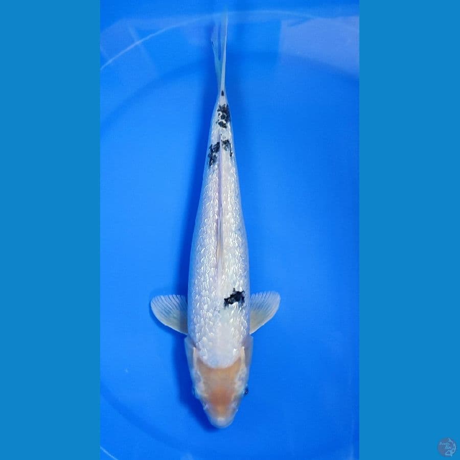 Beko ginrin Male 34cm