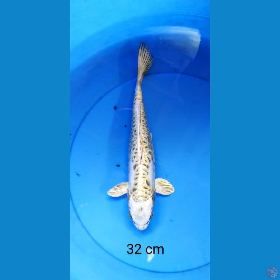 makashi aragoke 32 cm