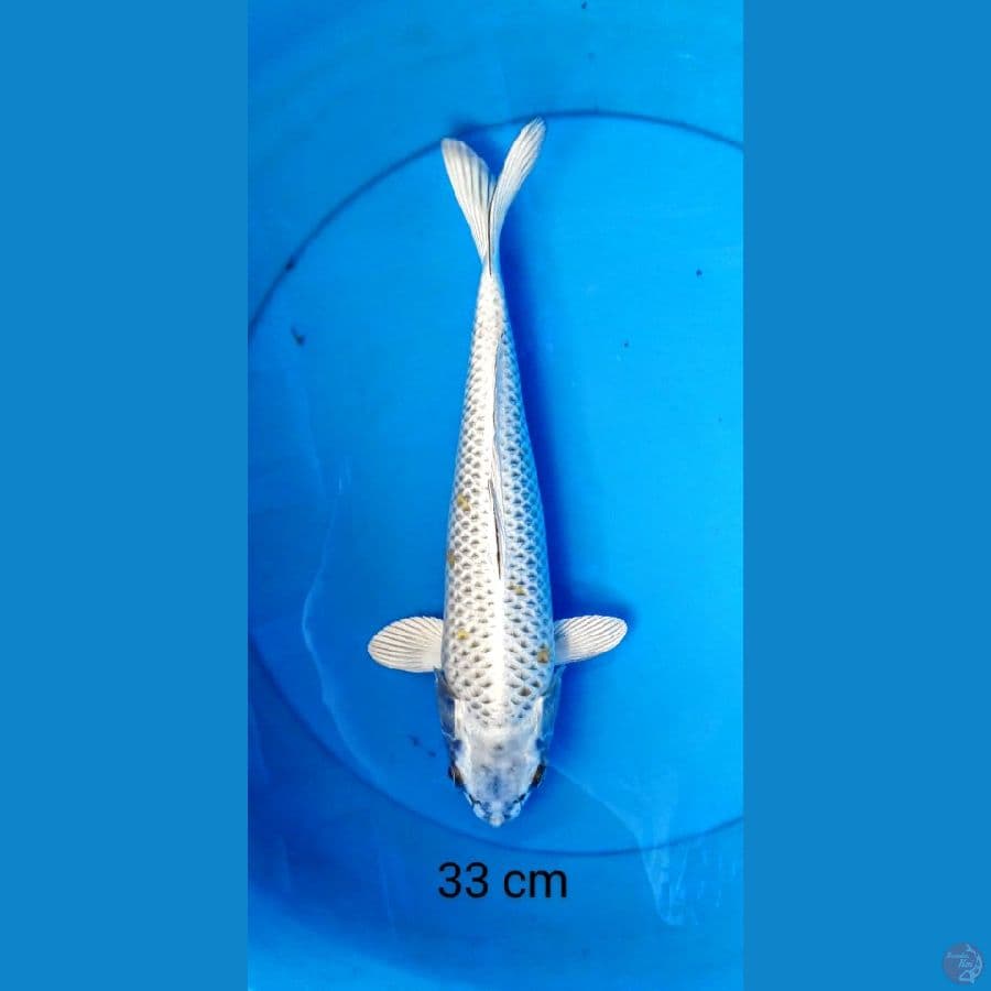 matshuba 33 cm