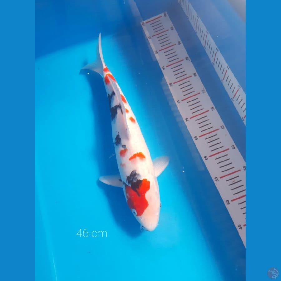 Kindai showa 46 cm