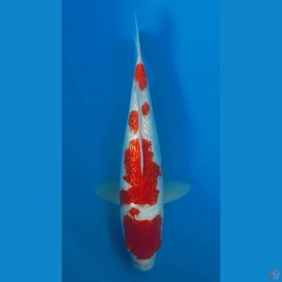 KOHAKU GINRIN HQ FEEMALE 28cm