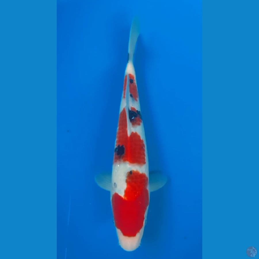 SANKE HQ MALE 26cm