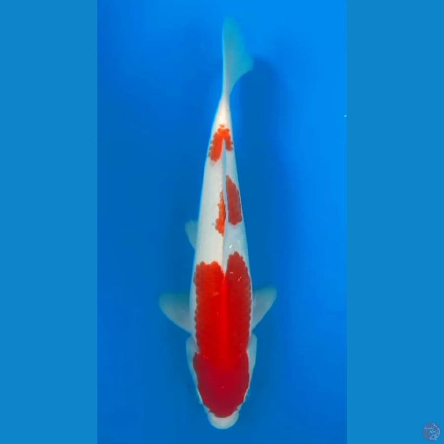 KOHAKU HQ MALE 25cm