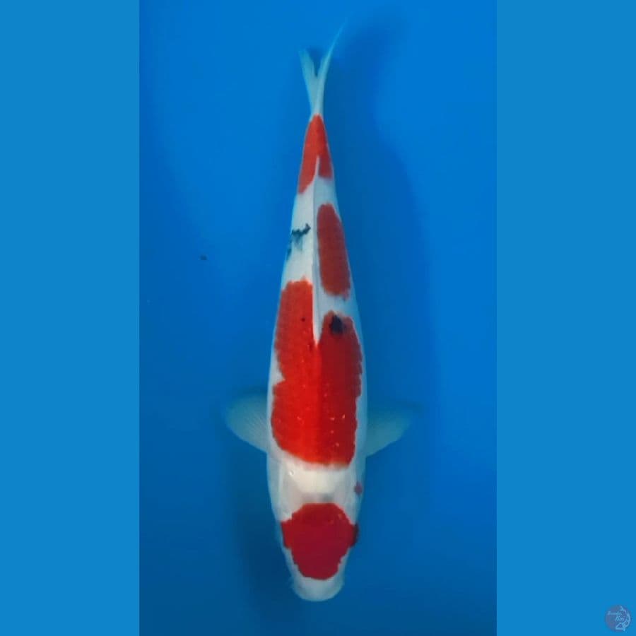 SANKE MARUTEN HQ 27CM FEEMALE