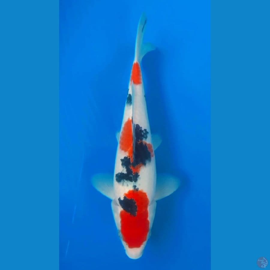 SANKE HQ 24CM MALE