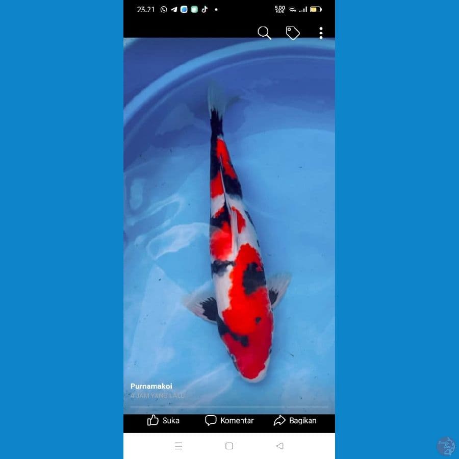 Showa 40 Cm pola joss merah merona