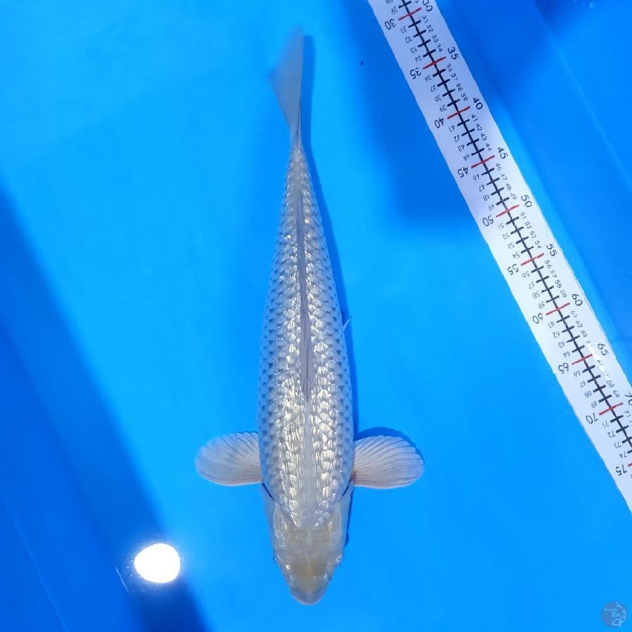 soragoi jumbo 49cm fml