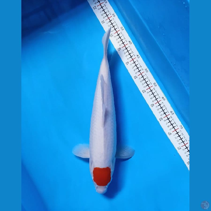 tancho kohaku original 47 fml