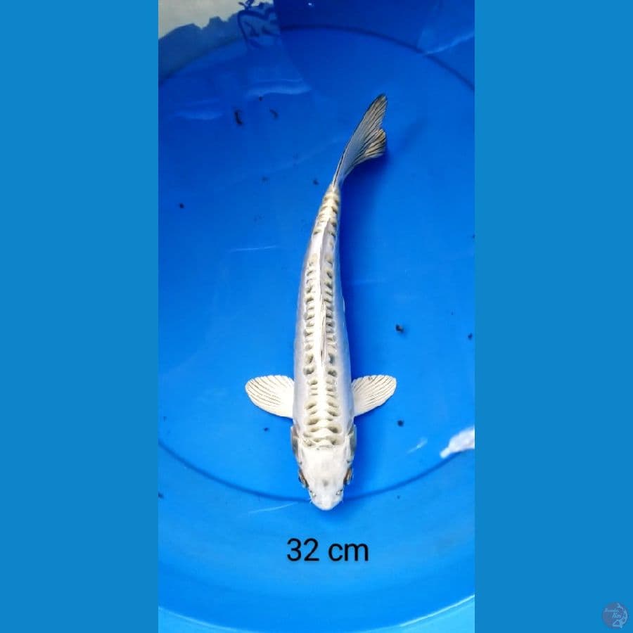 doits bersih 32 cm