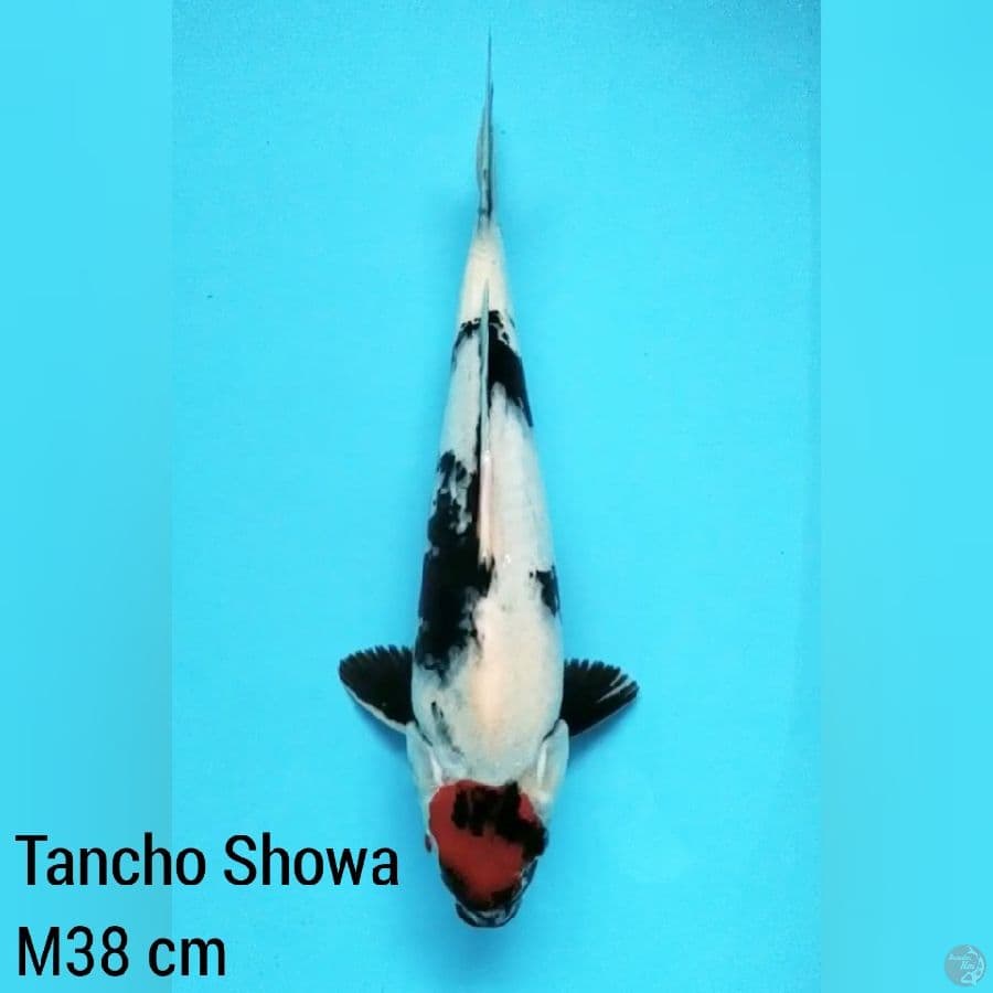 38 cm Jantan, Tancho Showa