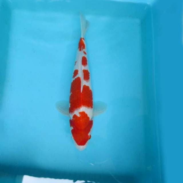 ATAKA 15 - KOHAKU