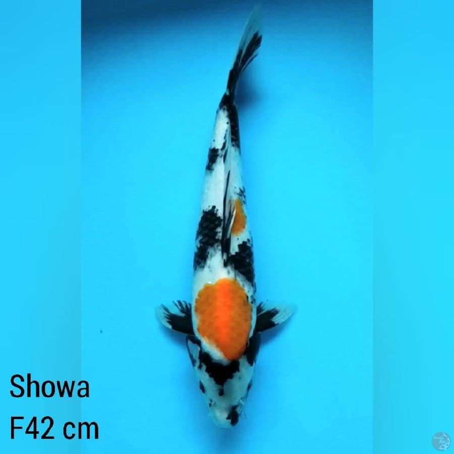 42 cm Betina, Showa