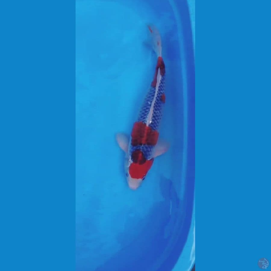 Ghoskiki 45 Cm Jantan Male jos