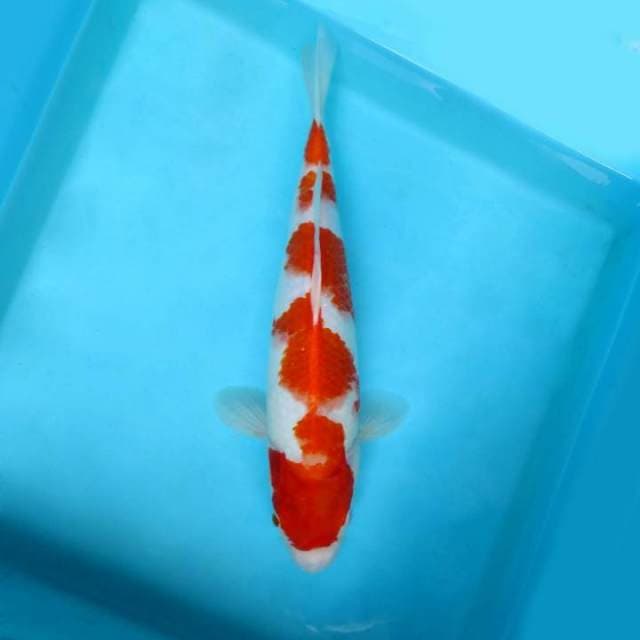 ATAKA 17 - KOHAKU 5 STEPS