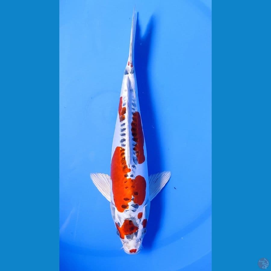 kujaku doit 30cm