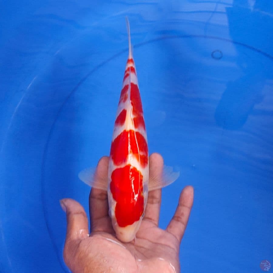 KOHAKU 27CM