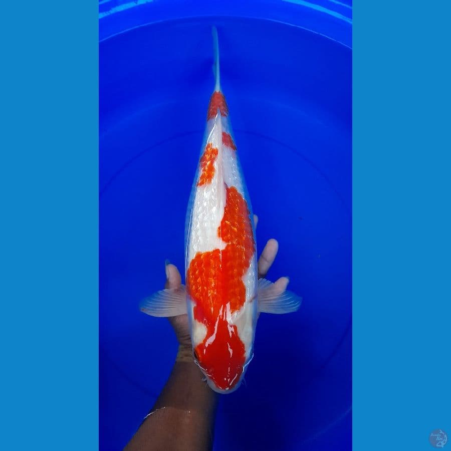 KOKAHU GINRIN 41CM