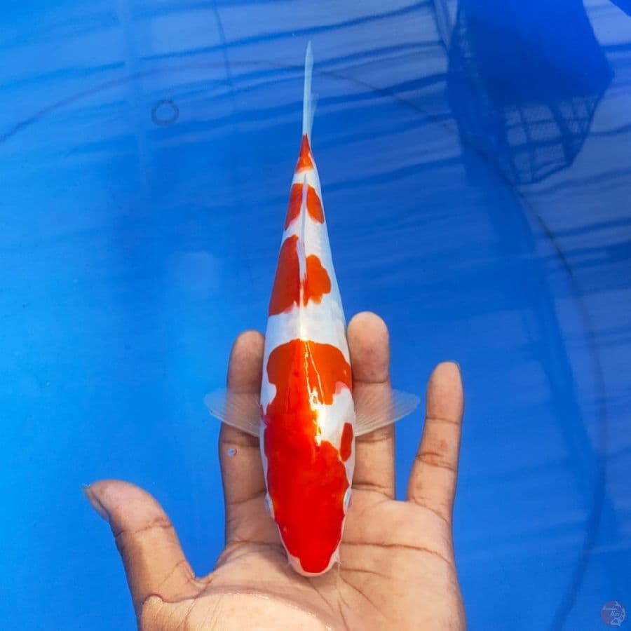 DOID KOHAKU 25cm