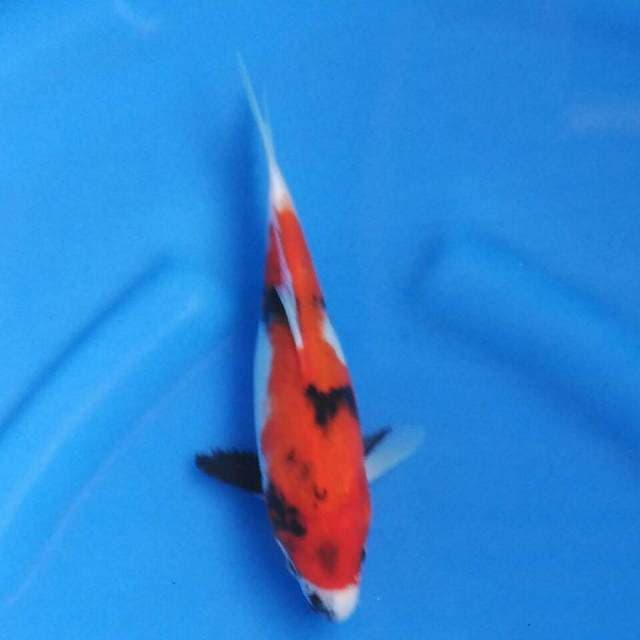 Showa omoyo tategoi