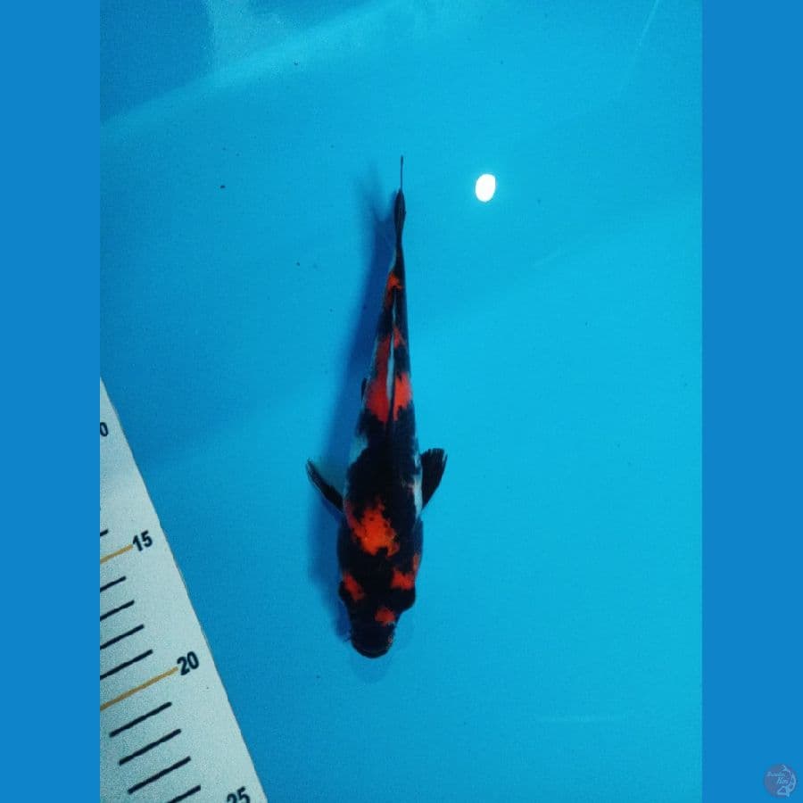 SHOWA 20CM / MALE