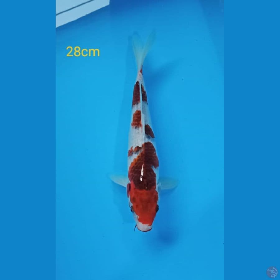 goromo 28cm