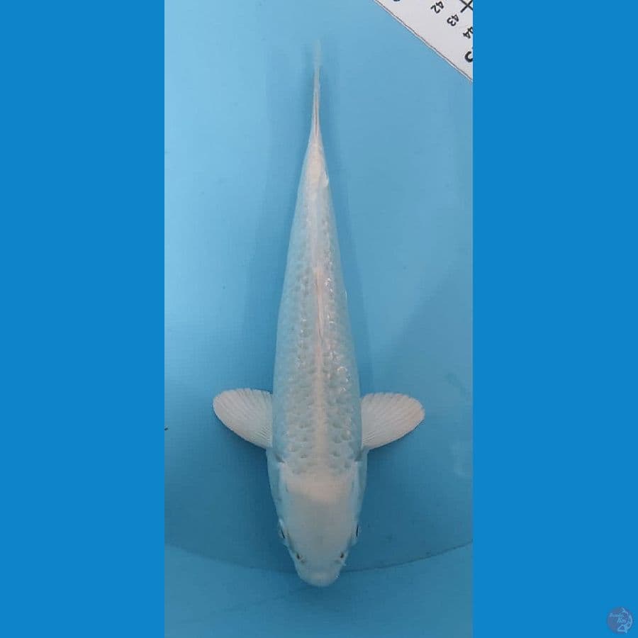 SHINKU 5 ~ PLATINUM GINRIN/23CM