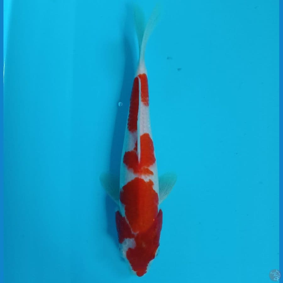 SHINKU 6 ~ KOHAKU ORIGINAL/28CM
