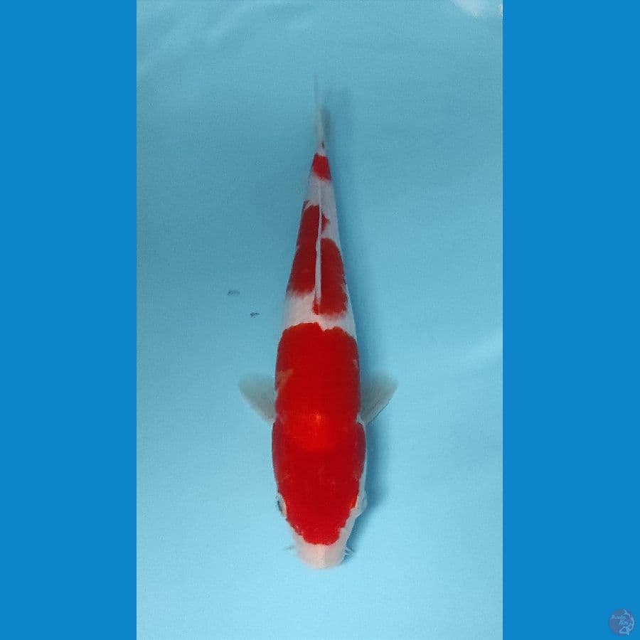 kohaku 27 cm Original