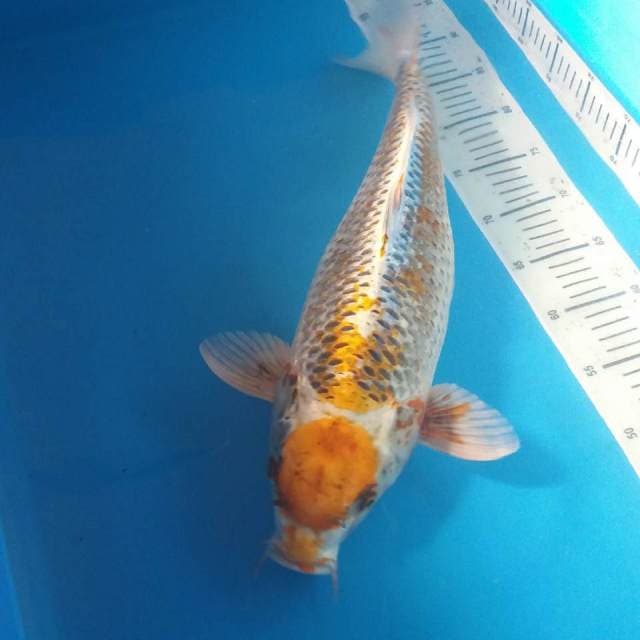 Maruten Kin kujaku monster 53cm