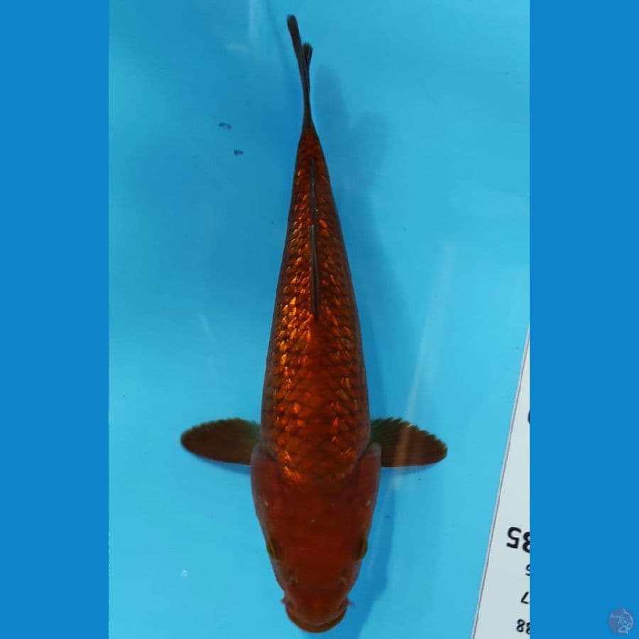 CHAGOI GINRIN 26 CM /PENJINAK