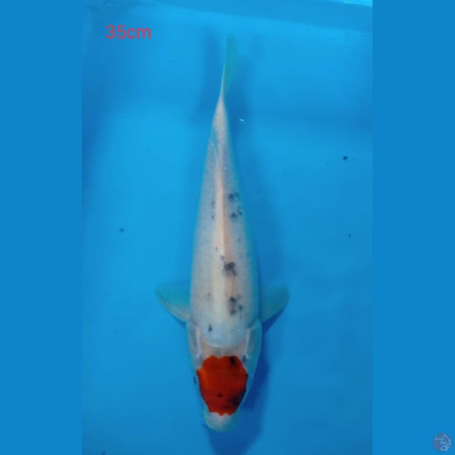tancho 35cm
