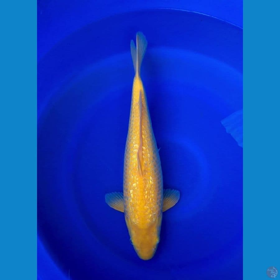 Karashi ginrin 45 cm