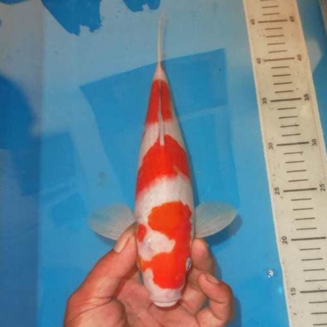 SANDAN KOHAKU ANTIK