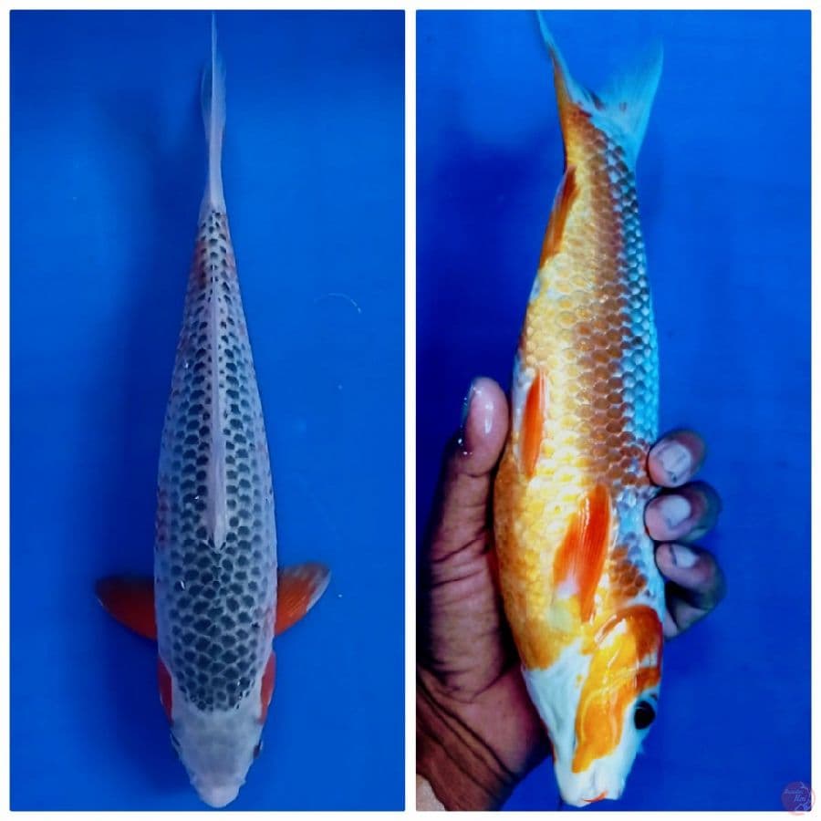 asagi 30 cm male