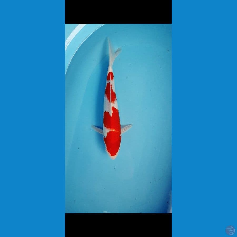 kohaku