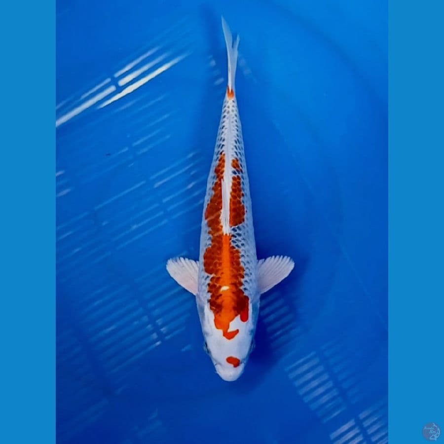 kujaku 30 cm