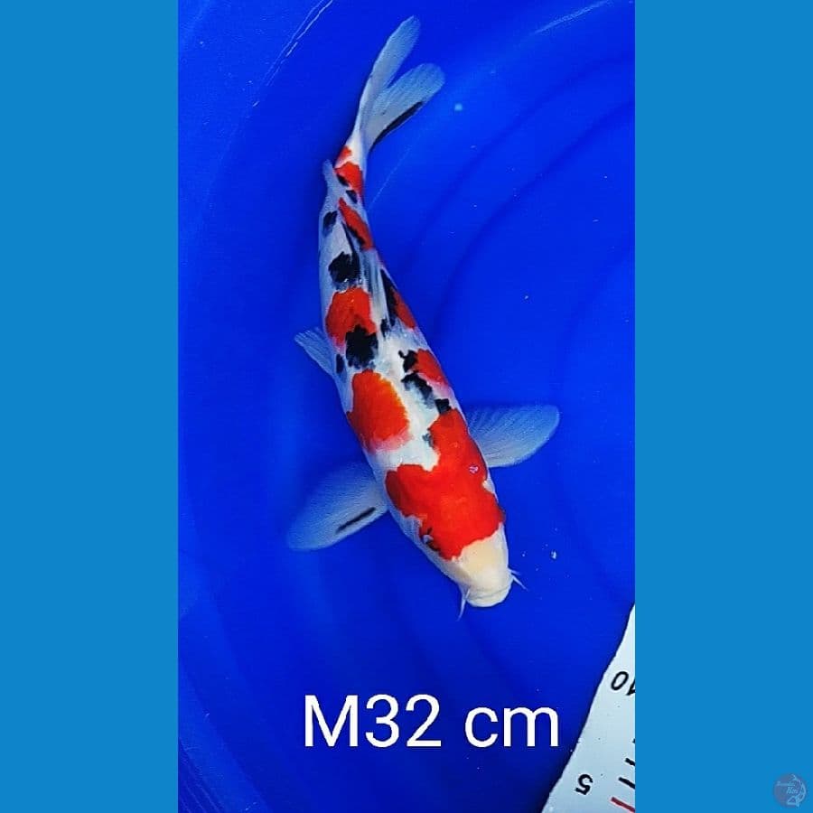Sanke Male merah strong 32cm