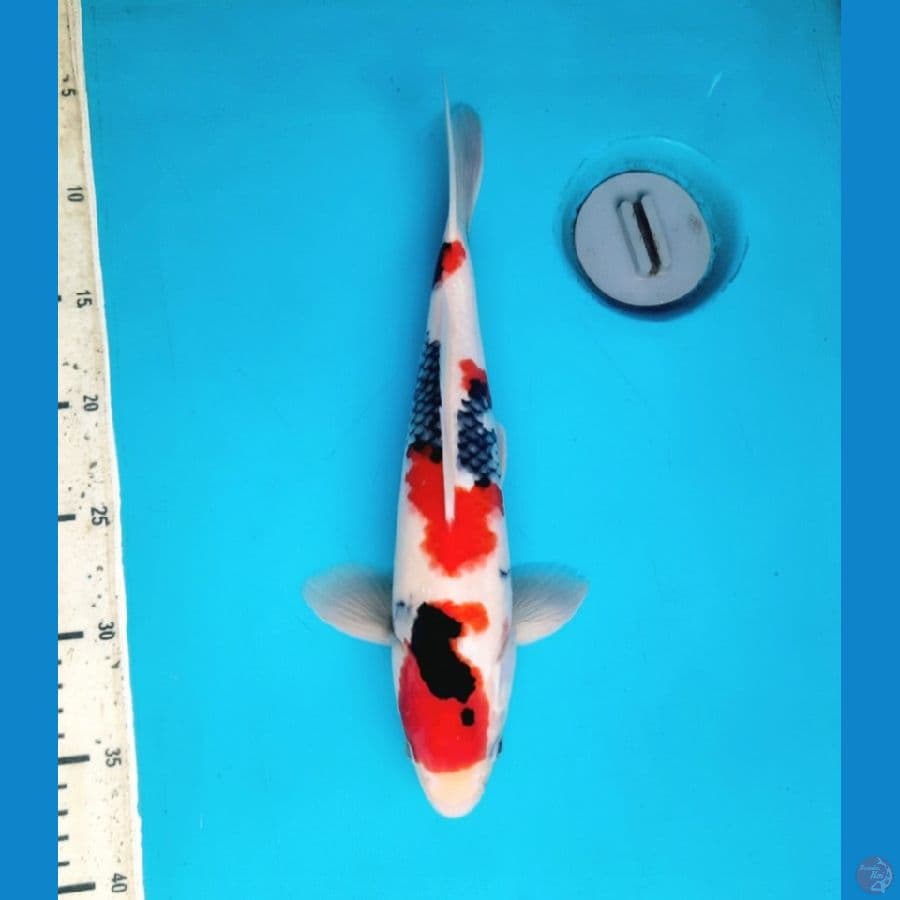 32cm Kindai showa Male