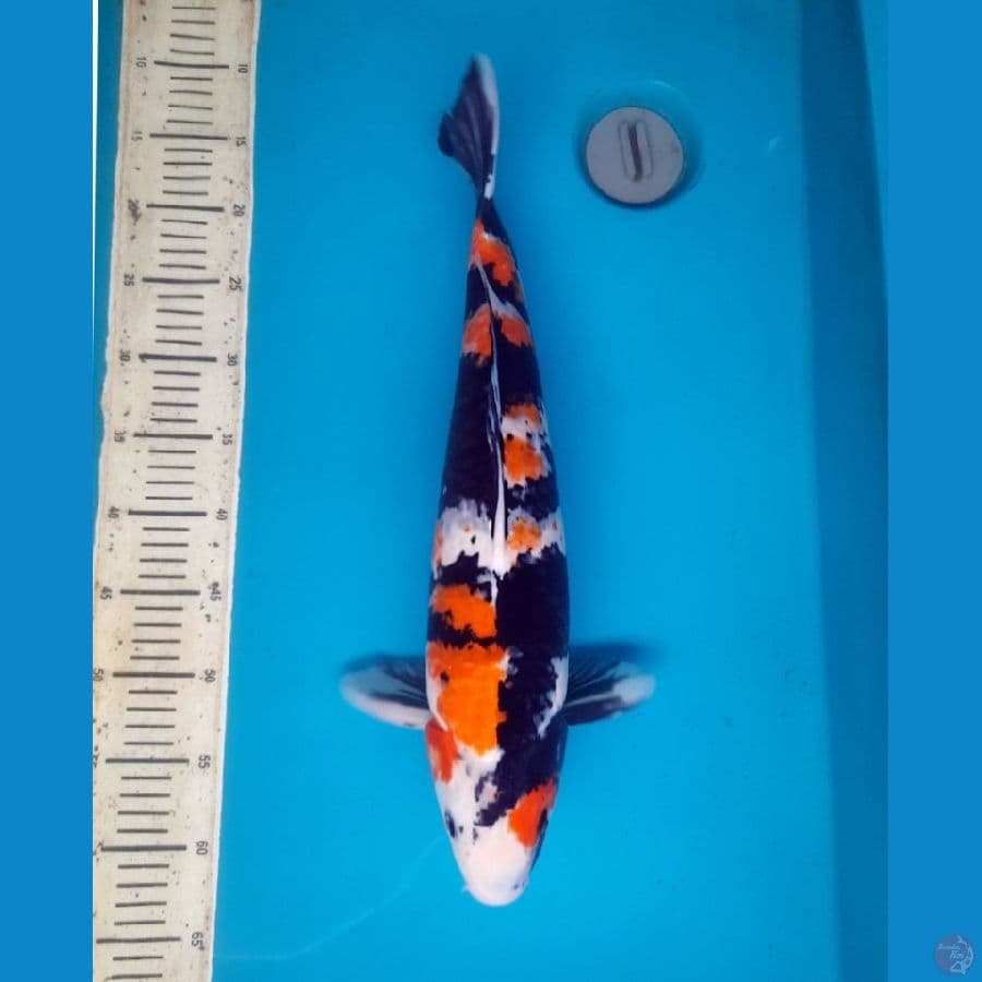 49cm Showa Male