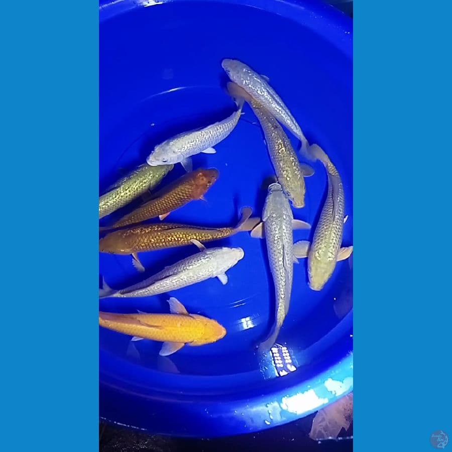 PENJINAK KOLAM