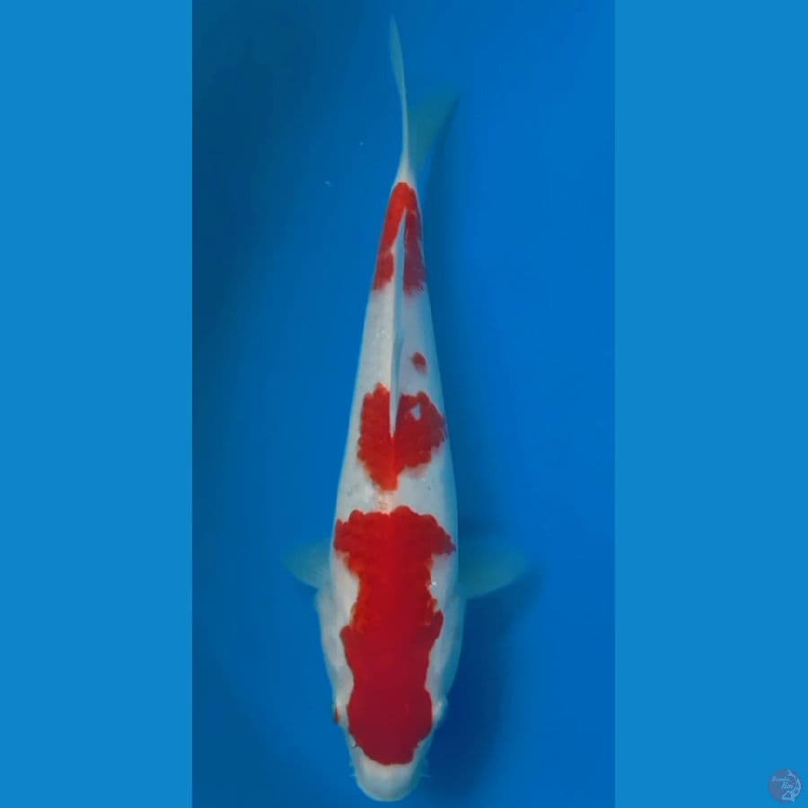 KOHAKU HQ 27cm feemale