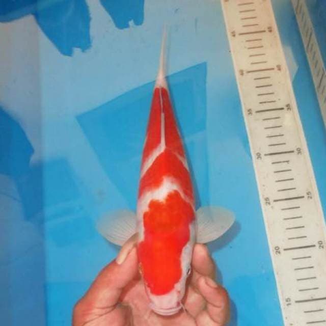 OMO KOHAKU